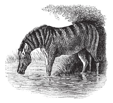 Donkey or Equus asinus vintage engraving clipart