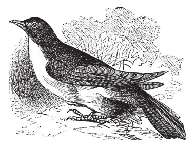 Yellow-billed Cuckoo or Rain Crow or Storm Crow or Coccyzus amer clipart