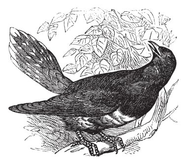 Common Cuckoo or Cuculus canorus vintage engraving clipart