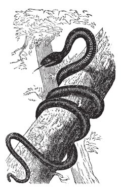 Doğu racer veya hazer yılanı antika gravür