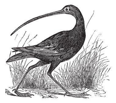 Slender-billed Curlew or Numenius tenuirostris vintage engraving clipart