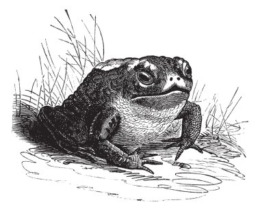 Common Toad or Bufo sp. vintage engraving clipart