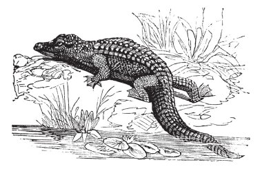 Nile Crocodile or Crocodylus niloticus vintage engraving clipart