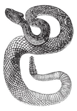 Güney Amerika çıngıraklı yılanı, tropikal çıngıraklı yılan ya da crotalus d
