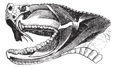 Viper Snake Head vintage engraving clipart
