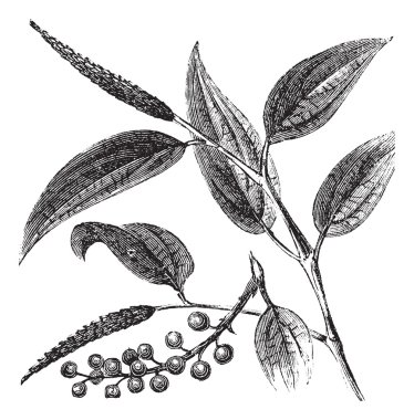 Cubeb or Tailed Pepper or Java Pepper or Piper cubeba, vintage e clipart