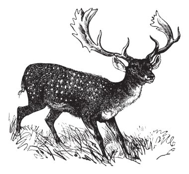 Fallow Deer or Dama dama, vintage engraving clipart