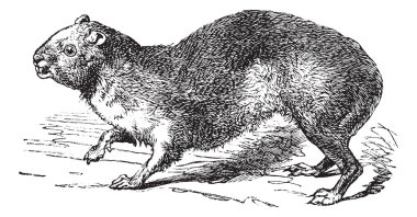 Rock Hyrax or Cape Hyrax or Procavia capensis, vintage engraving clipart