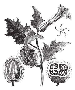 Thorn Apple or Jimson Weed or Datura stramonium, vintage engravi clipart