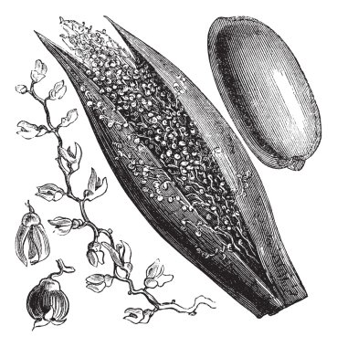 Date Palm or Phoenix dactylifera, vintage engraving clipart