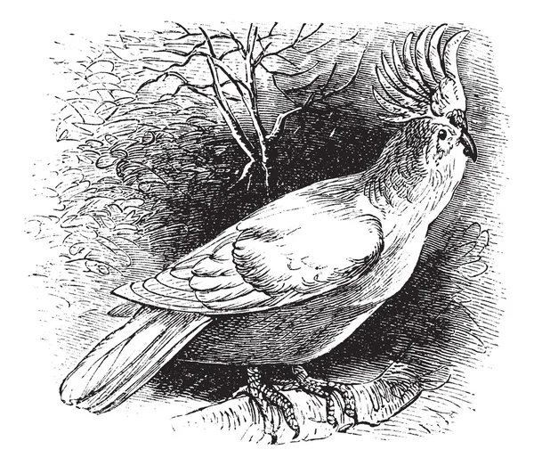 Major Mitchell 's Cockatoo or Lophochroa leadbeateri, Cockatoo, v — стоковый вектор