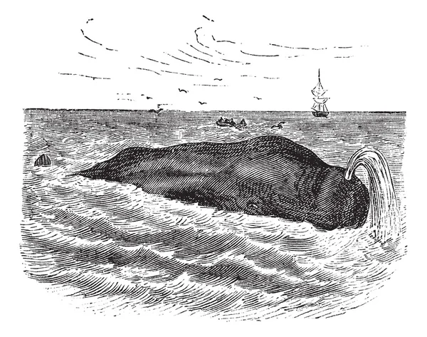 Σπερματοζωάρια φάλαινα ή physeter macrocephalus, θαλάσσια, θηλαστικό, vintage e — Διανυσματικό Αρχείο