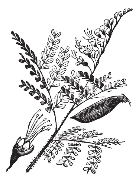 Caesalpinia echinata or brazilwood vintage engraving. — Stock Vector