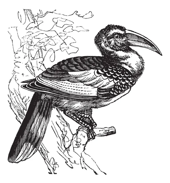 红嘴犀鸟或 tockus erythrorhynchus、 鸟、 复古  — 图库矢量图片