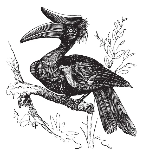 Nashorn Hornvogel oder Buzeros Nashorn Jahrgangsgravur. — Stockvektor