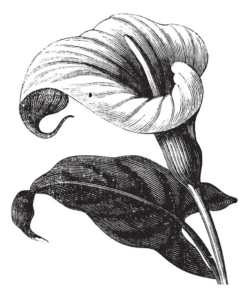 Zantedeschia aethiopica ou Richardia Africana, flor, vintage e —  Vetores de Stock