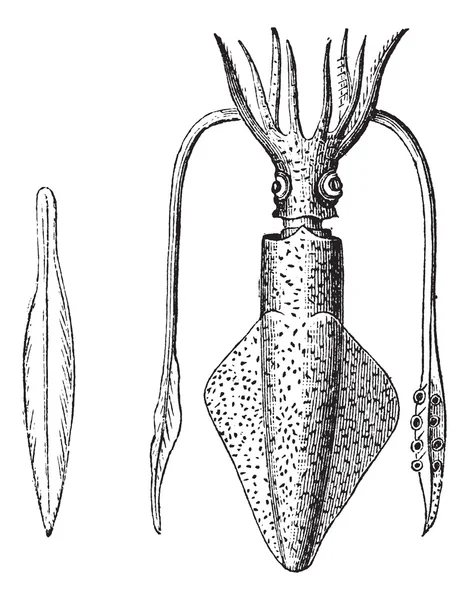 Calamar Europeo o Loligo vulgaris, Calamar, grabado vintage . — Archivo Imágenes Vectoriales
