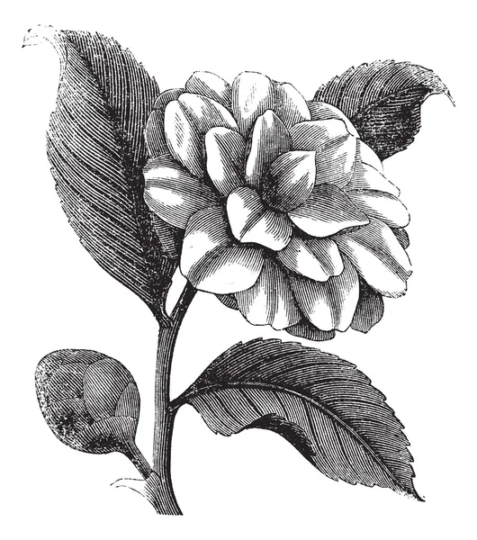 Camellia japonica oder Rose des Winterjahrgangs Gravur — Stockvektor