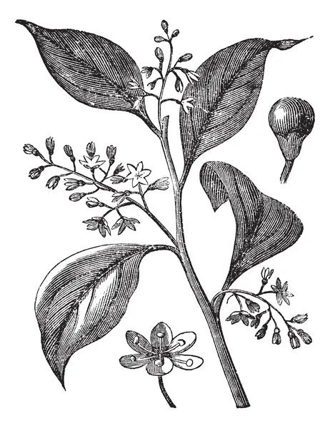 Canphrier officinal ou Camphora officinarum gravura do vintage — Vetor de Stock