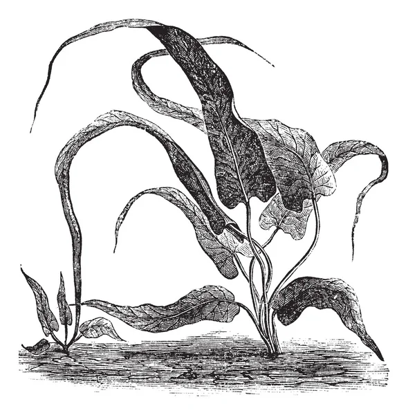 Camptosorus rhizophyllus veya yürüyüş fern antika gravür — Stok Vektör