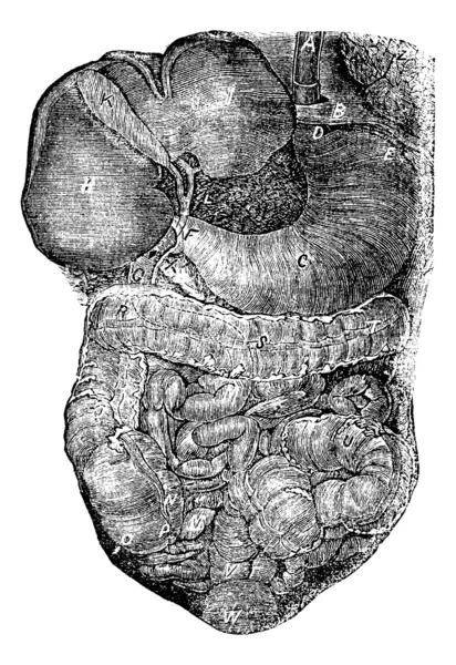 Partie abdominale du canal alimentaire ou partie de l'abdomen pas — Image vectorielle