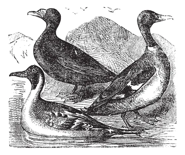 Canard colvert, museau de rivage et canard commun ou canard d'eau douce , — Image vectorielle