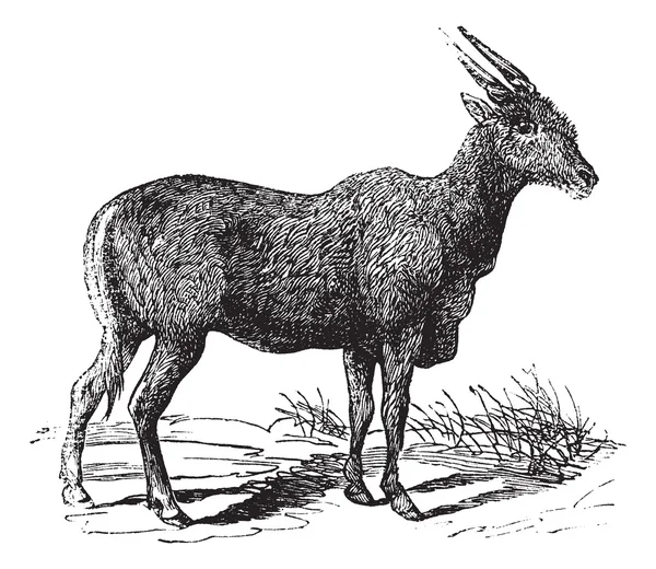 Incisione vintage Oreas Canna, Eland o antilope sudafricana — Vettoriale Stock