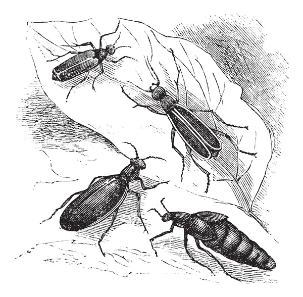 Cantharis o lytta vesticatoria o grabado vintage español de la mosca — Vector de stock