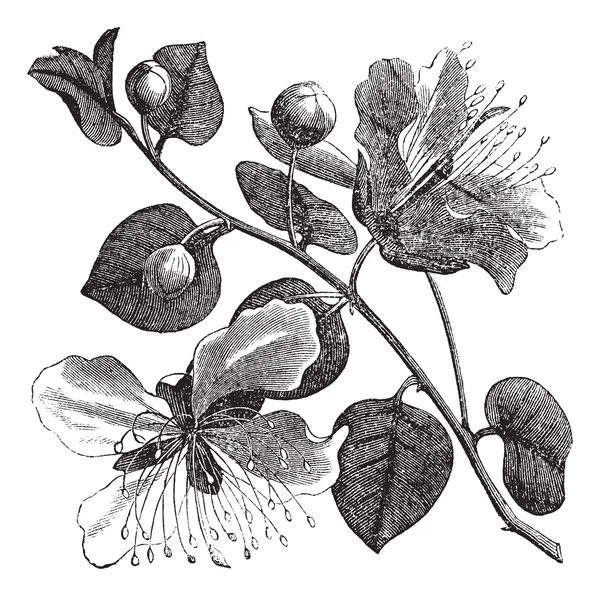 Alcaparra común o grabado vintage Capparis spinosa — Archivo Imágenes Vectoriales