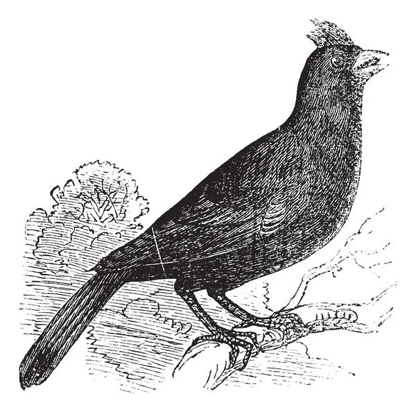 Cardinalis Virginianus ou Cardinal de Virginie gravure vintage — Image vectorielle