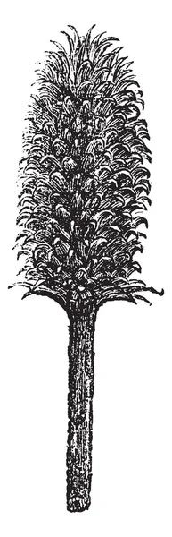 Fleur et tête de sarcelle Fuller ou fleur et tête de Dipsacu — Image vectorielle