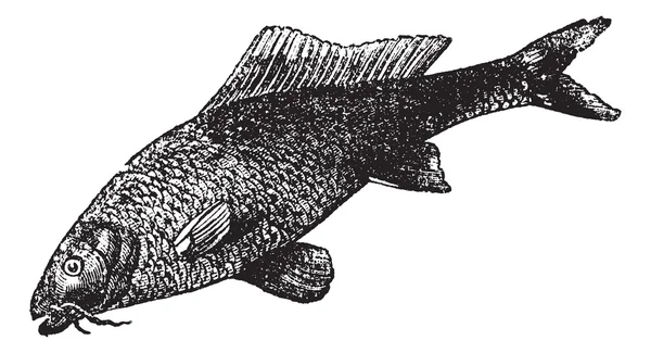 鲤或共同鲤鱼复古雕刻 — 图库矢量图片