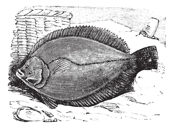 Sima lepényhalat vagy közönséges lepényhal frank vintage gravírozás — Stock Vector