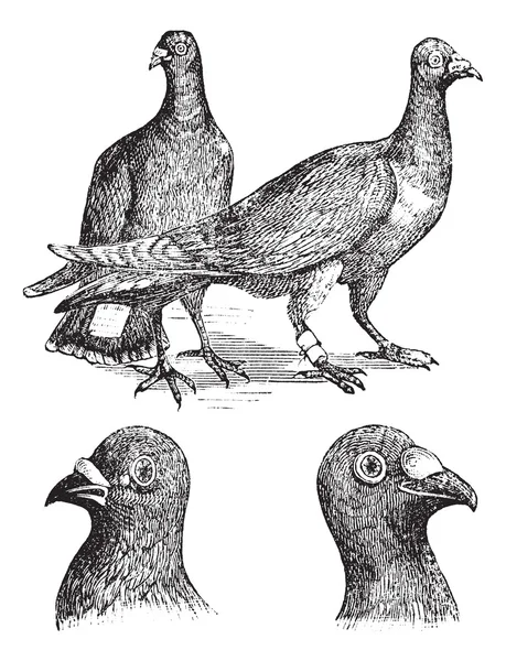 Belgian carriers- Liege or Antwerp pigeon vintage engraving — Stock Vector