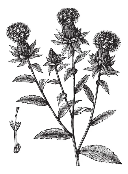 Carthamus tinctorius of Saffloer vintage gravure — Stockvector