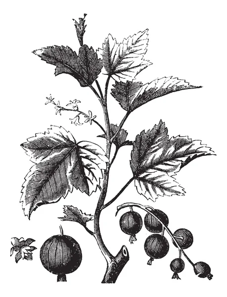 Ribes Beere oder schwarze Johannisbeere oder Vintage-Gravur — Stockvektor