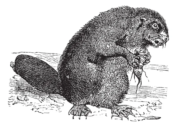 Beaver of knaagdier vintage gravure — Stockvector