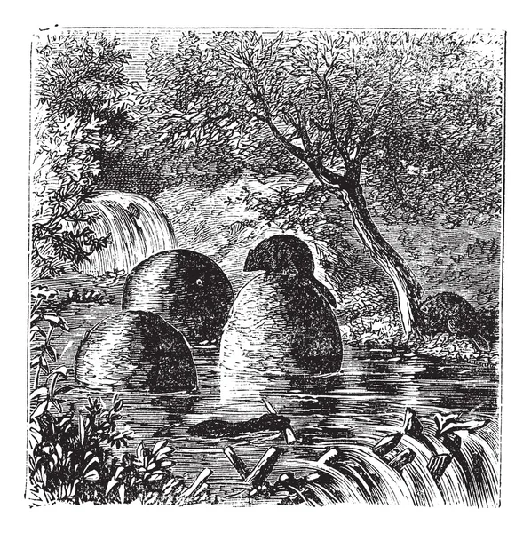 Lodges and dams built by beavers vintage graving — стоковый вектор