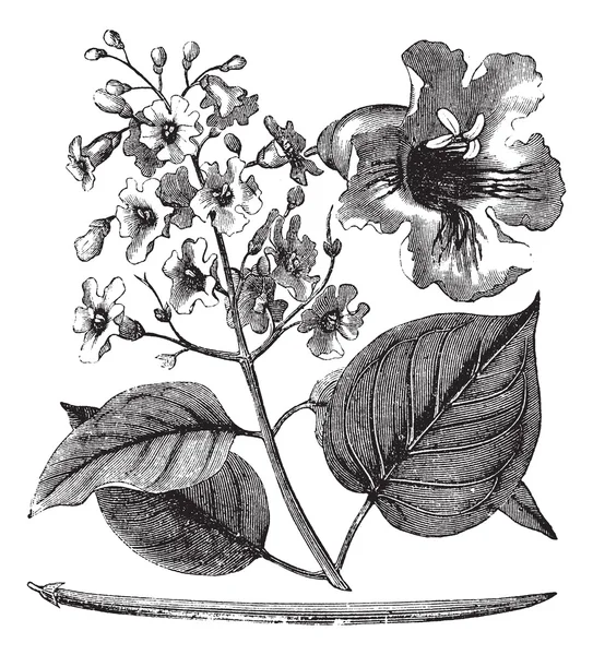 Catalpa bignonioides nebo doutník strom vinobraní gravírování — Stockový vektor