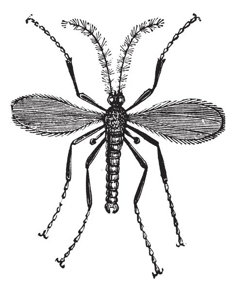 Гессіанська муха, або Майєтіола руйнівник старовинна гравюра — стоковий вектор