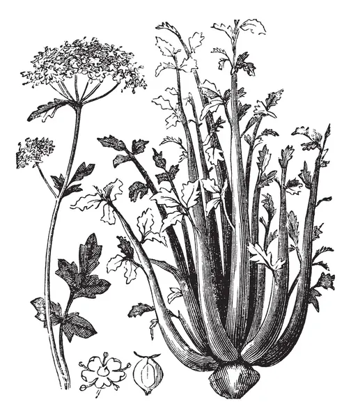 Celery or Selinon vintage engraving — Stock Vector