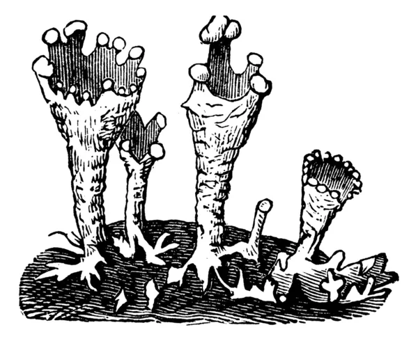 Кубок лишайників, або Cladonia pyxidata vintage гравіювання — стоковий вектор