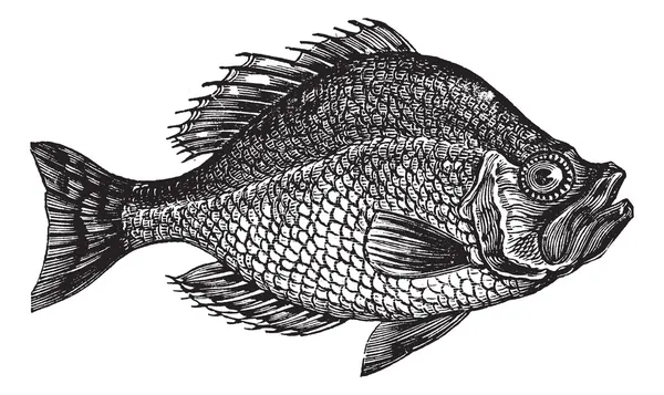 Centrarchus aeneus ou rock bass peixe gravura vintage — Vetor de Stock