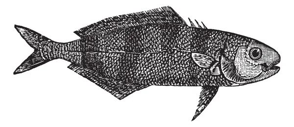 Nacrates Ductor або Пілот риби вінтажні гравюри — стоковий вектор