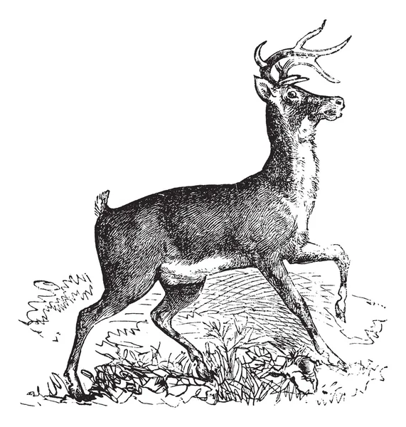 白尾鹿或弗吉尼亚鹿复古雕刻 — 图库矢量图片