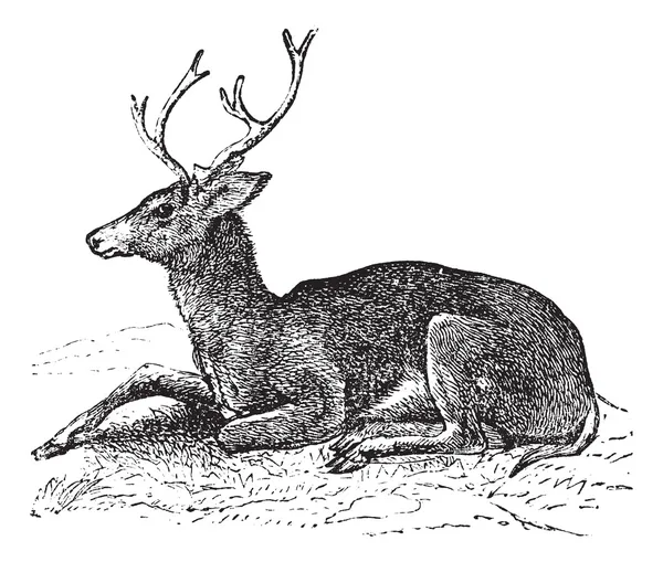Ciervo de mula u Odocoileus hemionus grabado vintage — Vector de stock