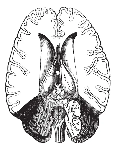 Cérebro humano cortado horizontalmente para mostrar partes internas vintage engr — Vetor de Stock