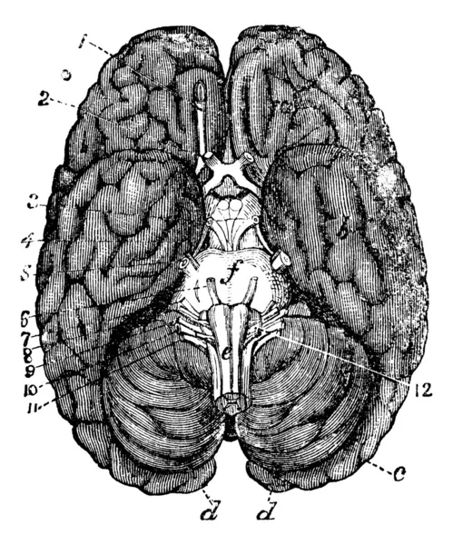 Incisione vintage cervello umano — Vettoriale Stock