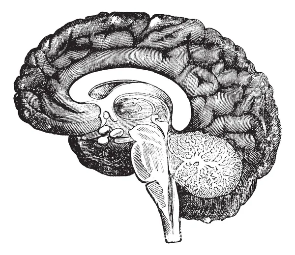 Przekrój pionowy z widokiem na ludzki mózg Grawerowanie rocznika — Wektor stockowy