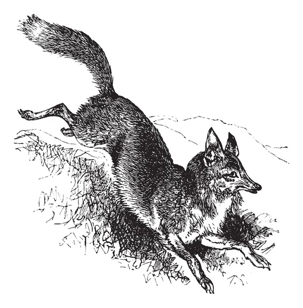 Golden jackal or Canis aureus vintage engraving — Stock Vector